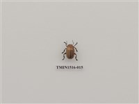 藏品(鞘翅目(二))的圖片